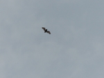 FZ007734 Bat in flight.jpg